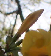 Image of Rankin's trumpetflower