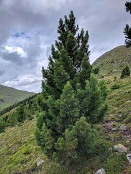 Image of Arolla Pine