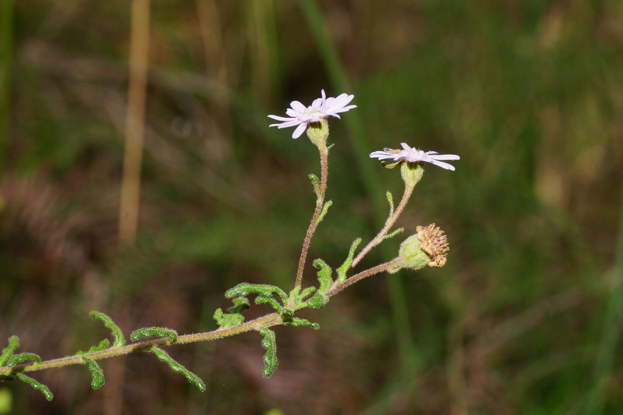 Olearia asterotricha F. Müll. resmi