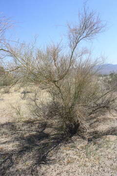 Image of Cercidium floridum