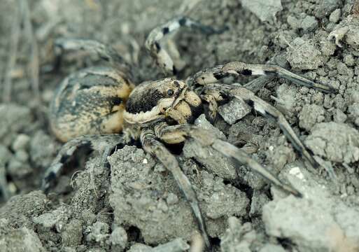 Image of Lycosa praegrandis C. L. Koch 1836