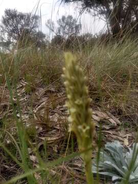 Image of Michoacán lady orchid