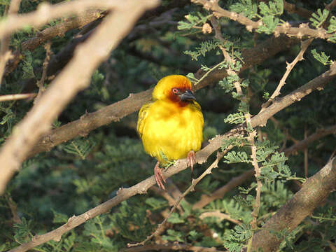 Image of Rueppell's Weaver