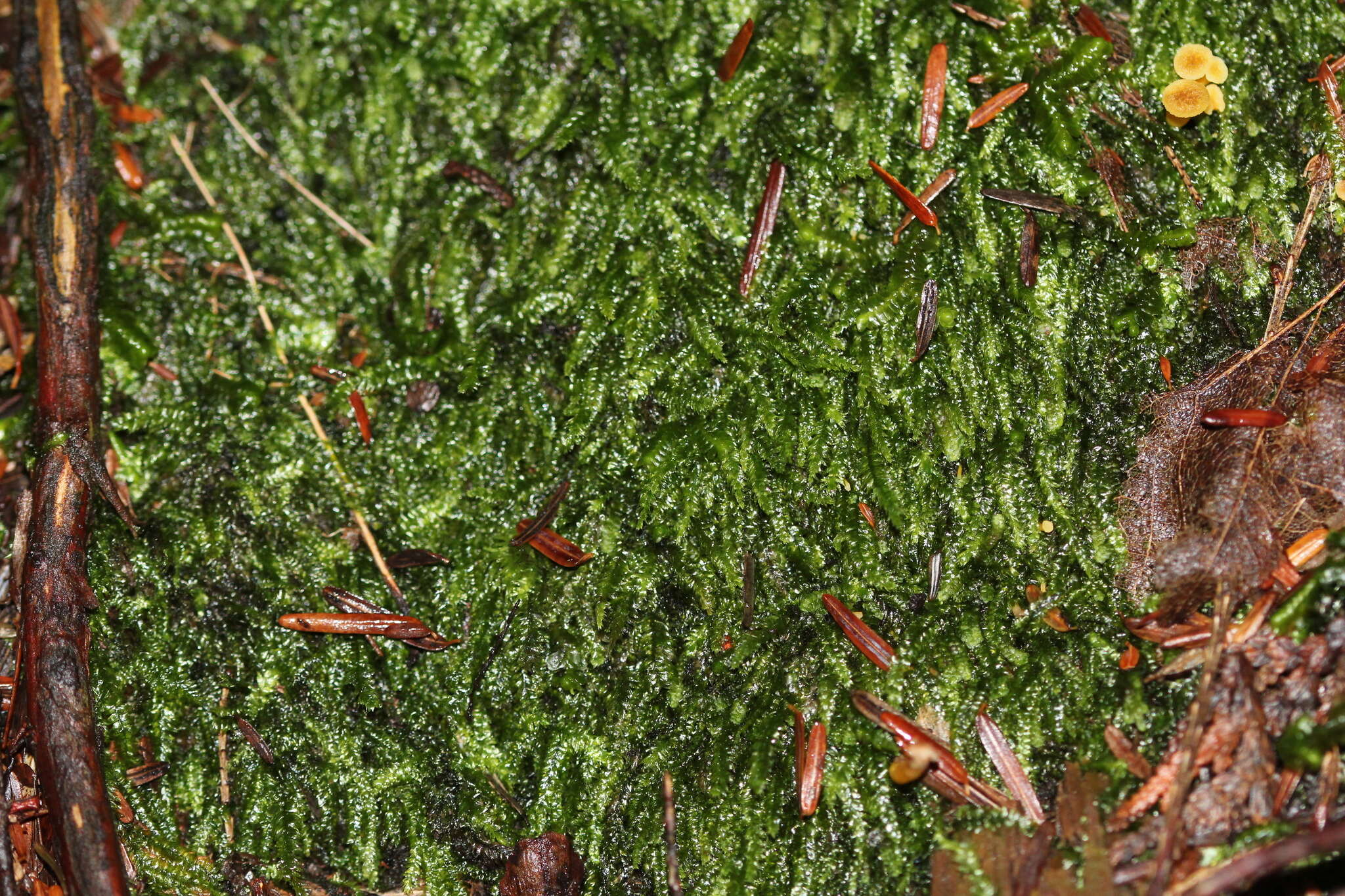 Image of pseudotaxiphyllum moss