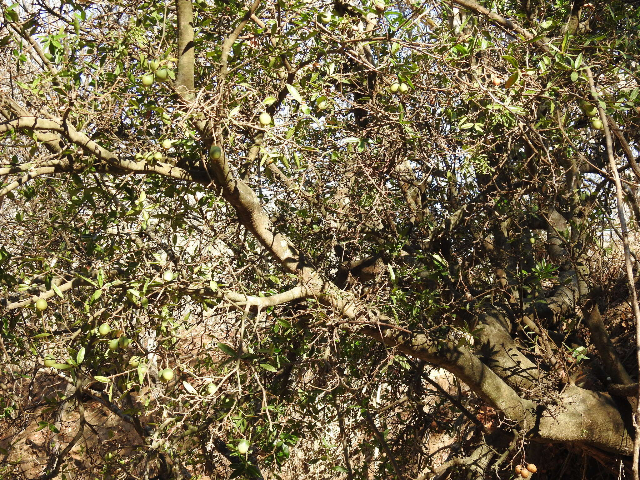 Image of Bonellia macrocarpa subsp. pungens (A. Gray) B. Ståhl & Källersjö