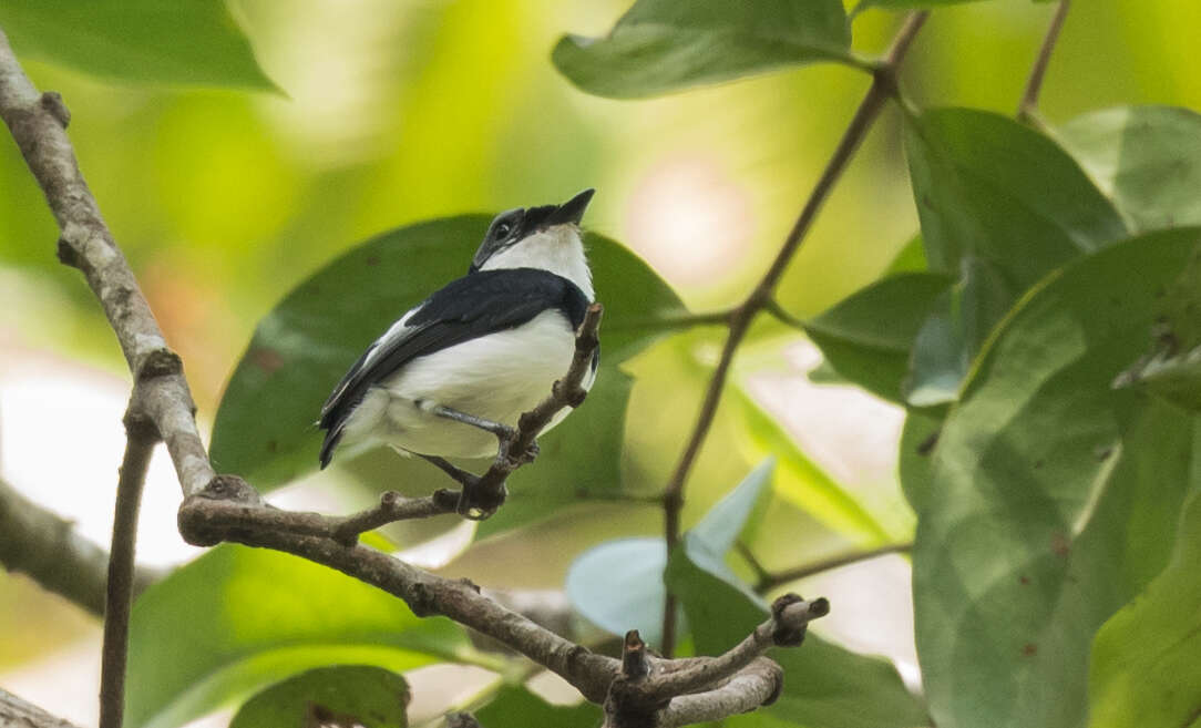 Image of West African Wattle-eye