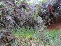 Image of Andropogon trichozygus Baker