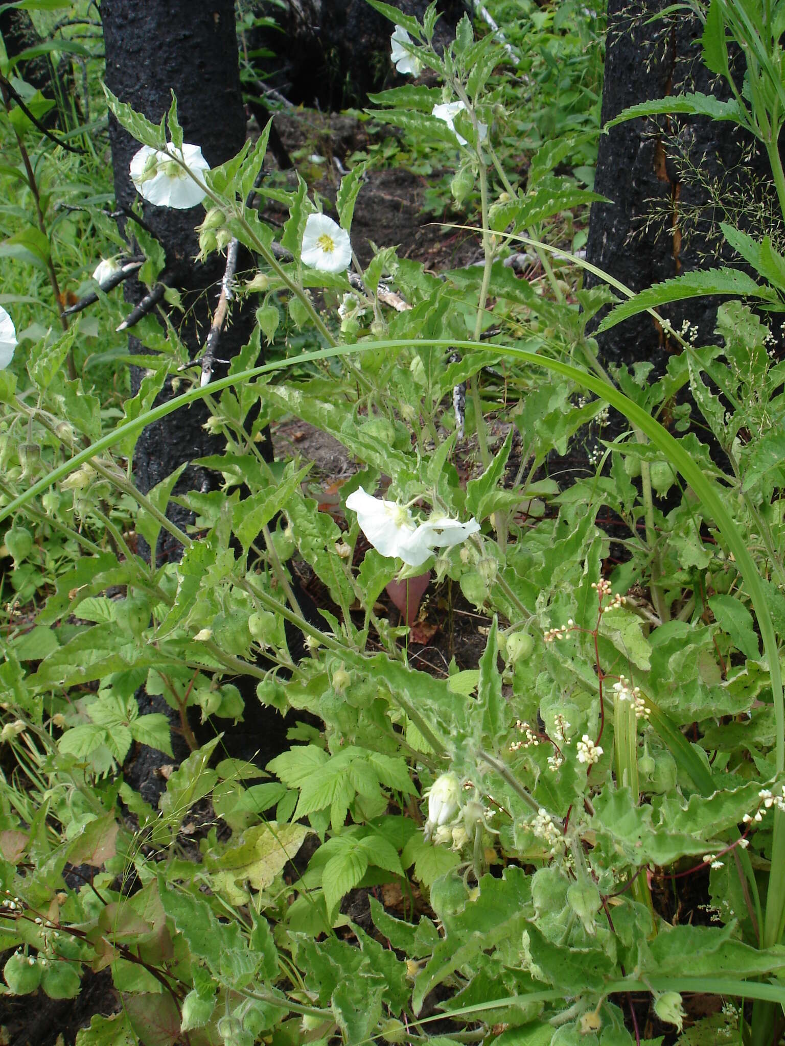 Image of large false groundcherry