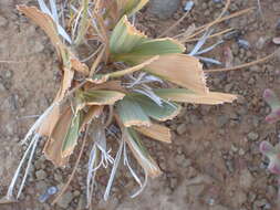 Image of Babiana cuneata J. C. Manning & Goldblatt