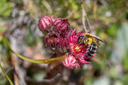 Image of Andrena freygessneri Alfken 1904