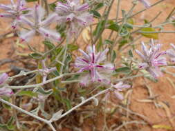 Ptilotus sessilifolius (Lindley) G. Benl的圖片