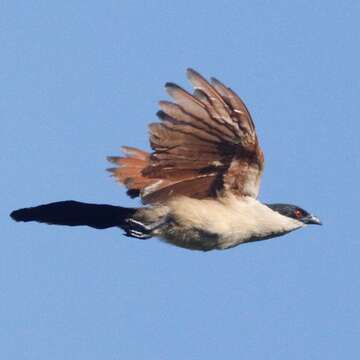 Image of Senegal Coucal