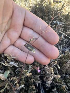 Imagem de Desmodium rosei B. G. Schub.