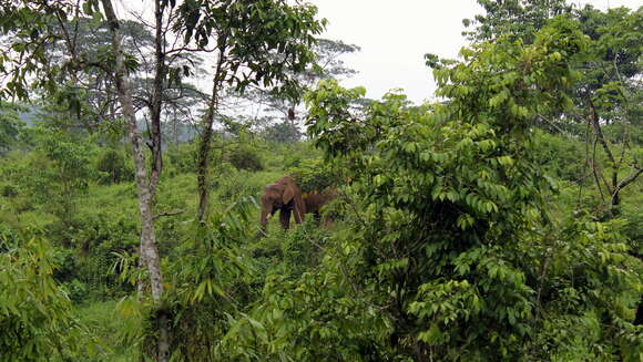 Image of Indian elephant