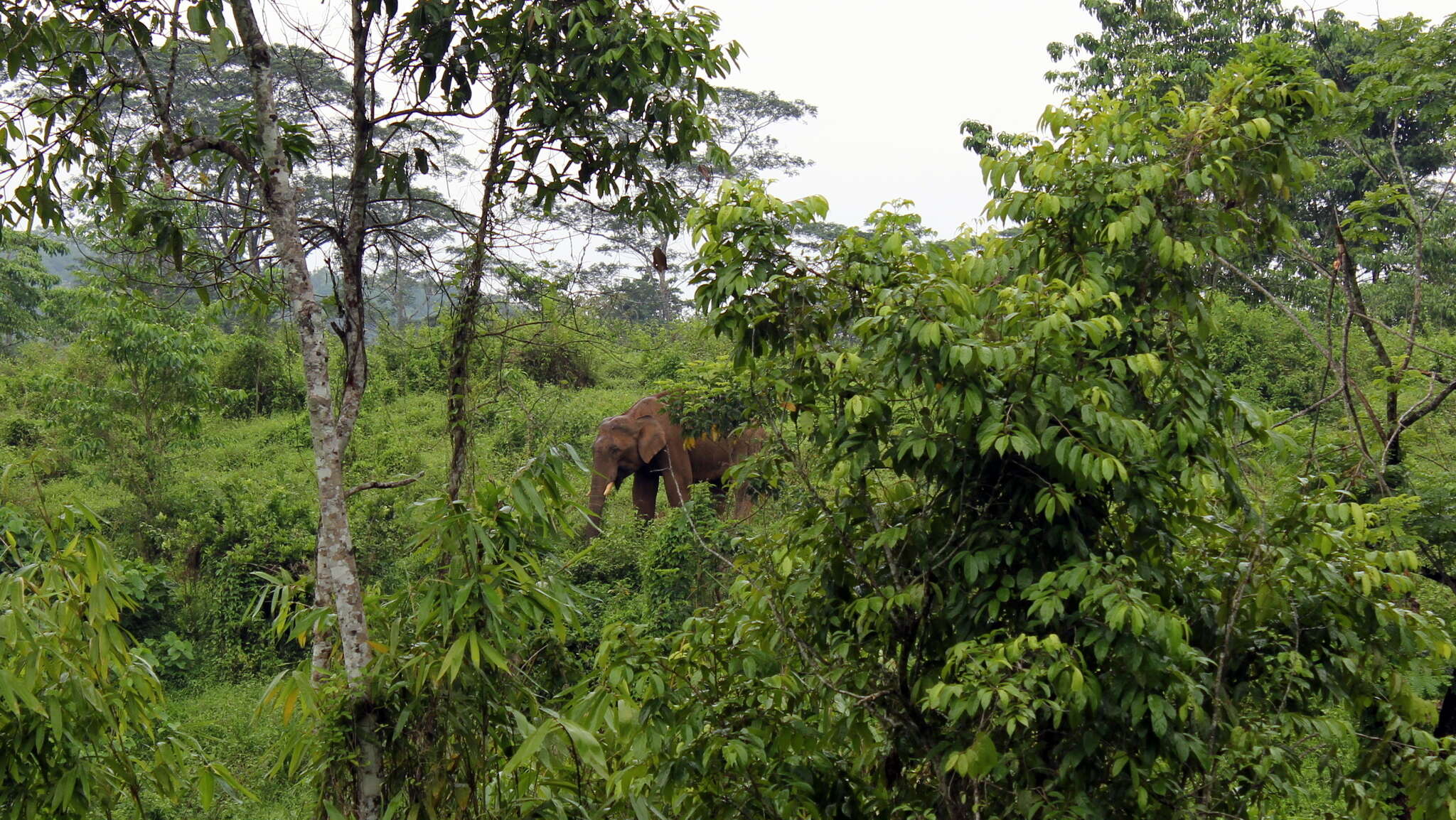 Image of Indian elephant