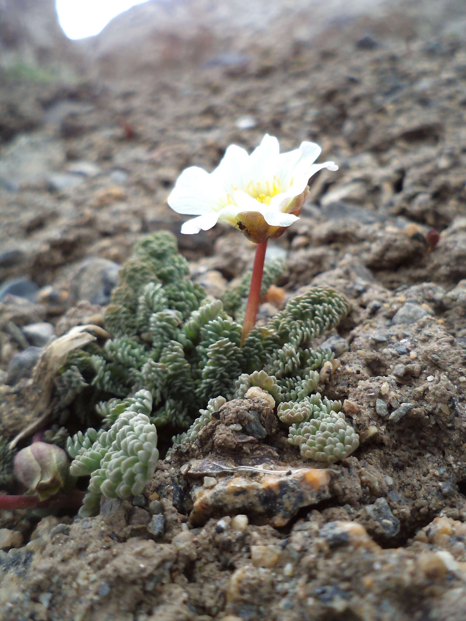 Image of Callianthemum alatavicum Freyn