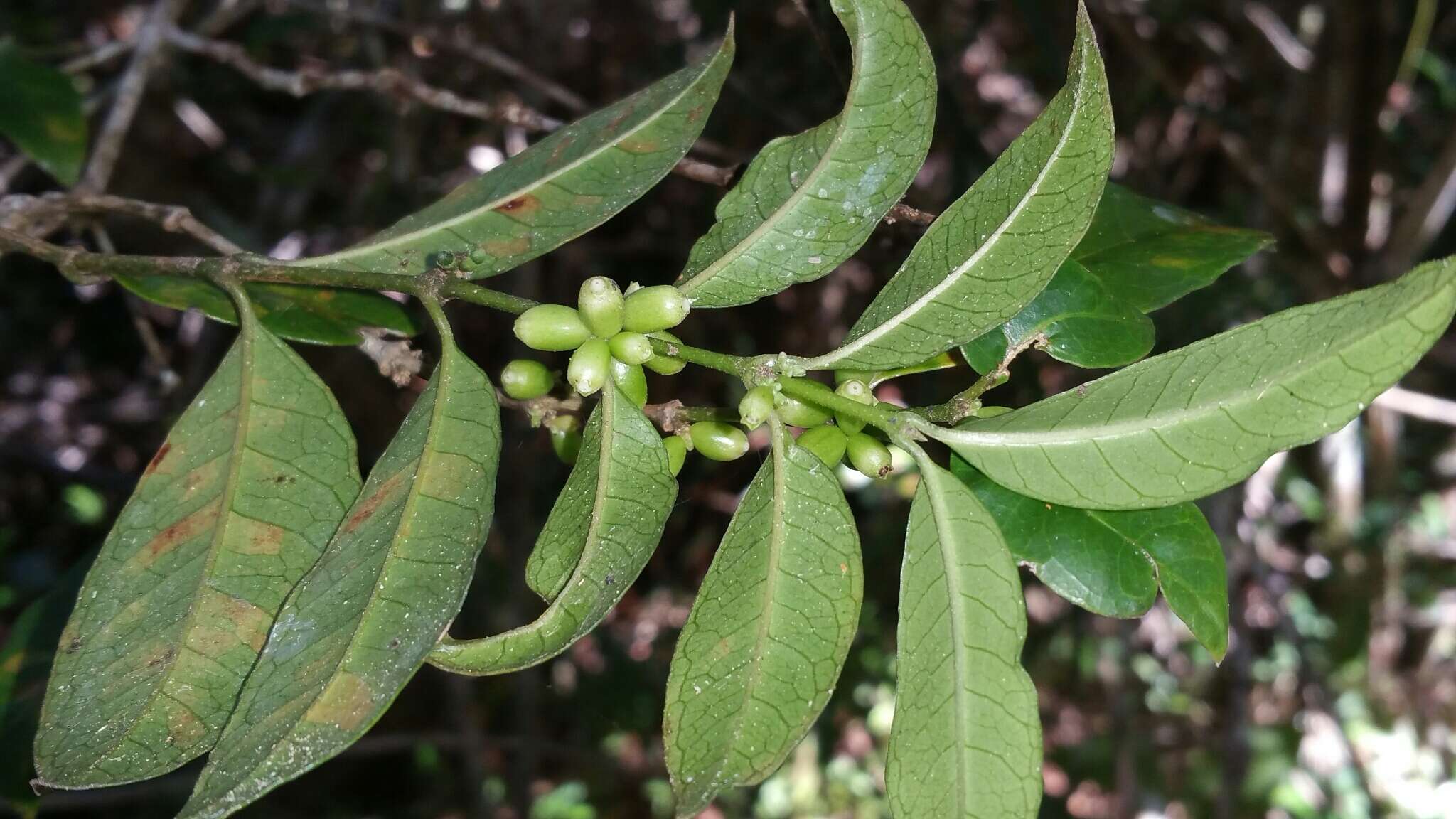 Image of Saldinia proboscidea Hochr.