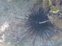 Image of spiny urchin