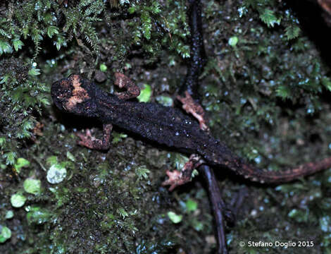 Image of spectacled salamander
