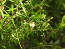 Image of Leucopogon leptospermoides R. Br.