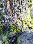 Image of orthotrichum moss