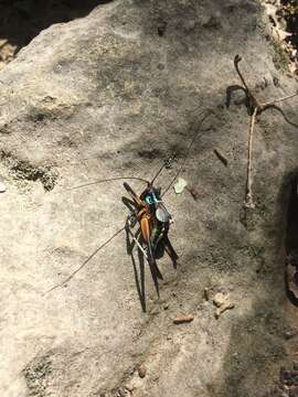 Image of Pterophylla (Pterophylla) beltrani Bolívar, I. & C. Bolívar 1942