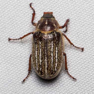 Image of Mount Hermon June beetle