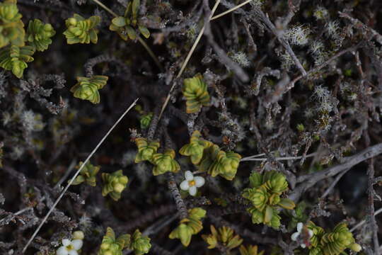 Image of Pimelea prostrata var. alpina Cheesem.