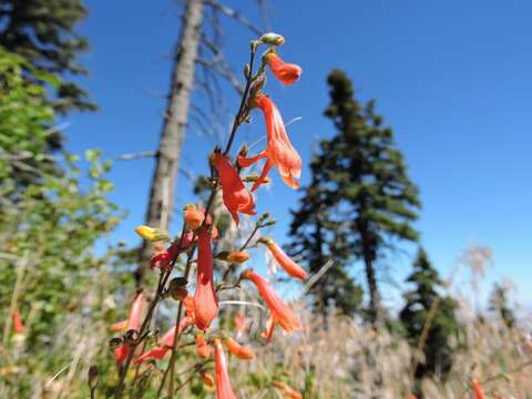 Слика од Penstemon rostriflorus Kellogg