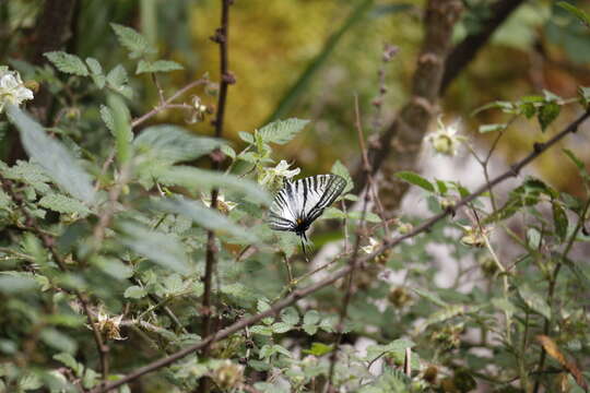 Image of <i>Graphium eurous asakurae</i>