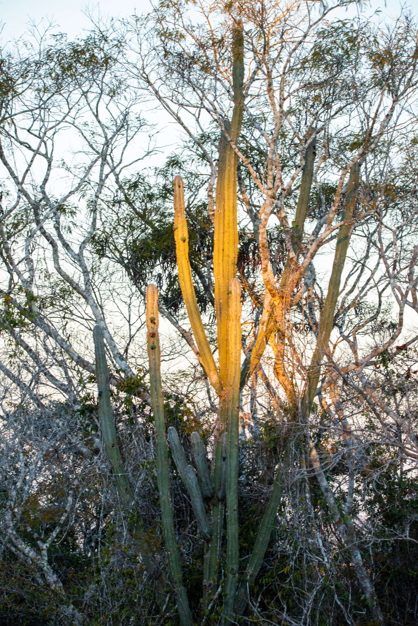 Imagem de Pilosocereus catingicola (Gürke) Byles & G. D. Rowley