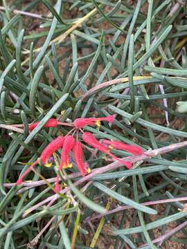 Image of Grevillea nudiflora Meissn.