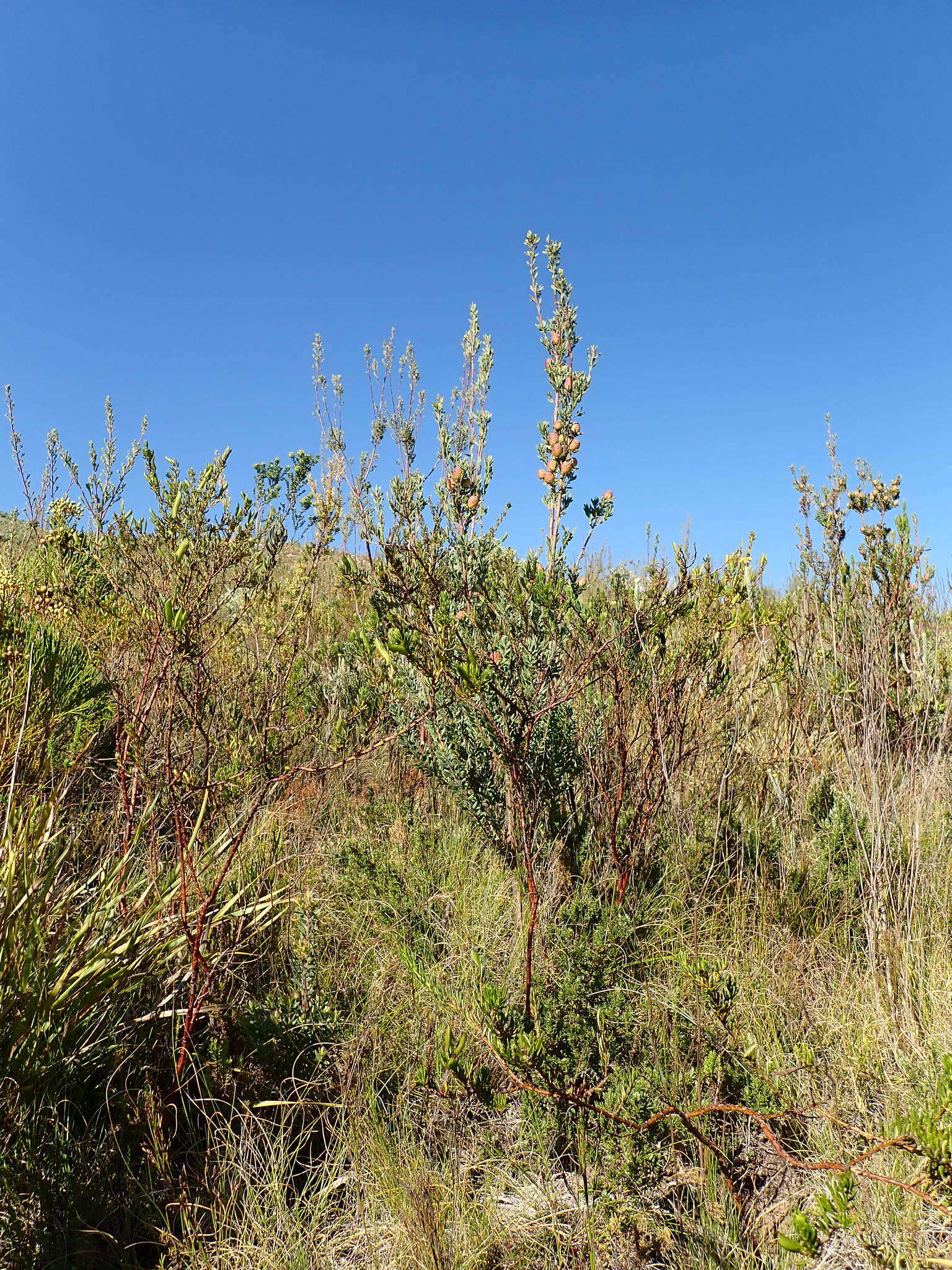 Image of Leucadendron rourkei I. J. M. Williams