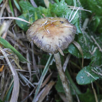 Plancia ëd Psilocybe semilanceata (Fr.) P. Kumm. 1871