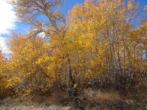 Image of quaking aspen