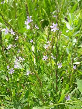 Imagem de Lythrum alatum subsp. lanceolatum (Elliott) A. Haines