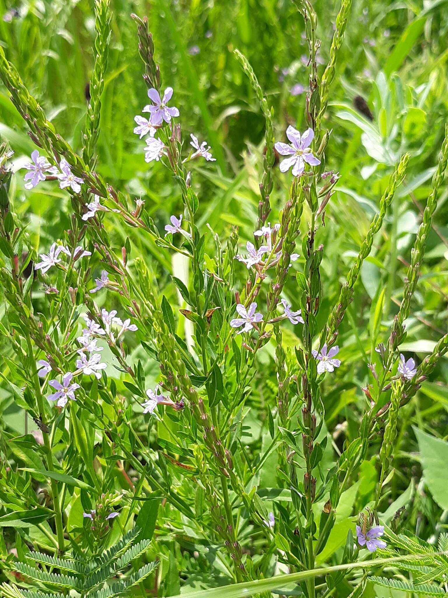 Imagem de Lythrum alatum subsp. lanceolatum (Elliott) A. Haines