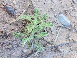 Plancia ëd Descurainia pinnata subsp. ochroleuca (Wooton) Detling