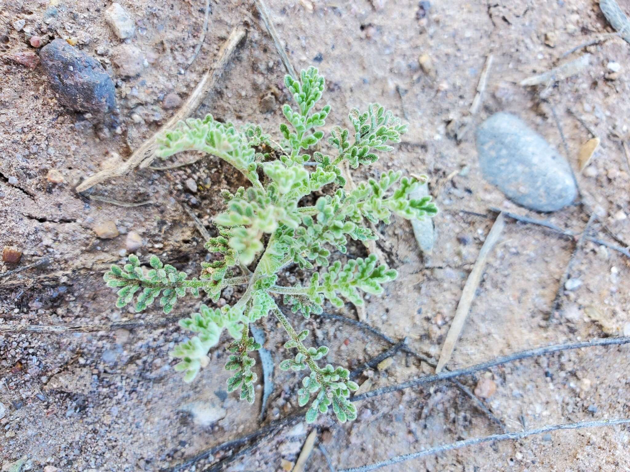 Image of western tansymustard