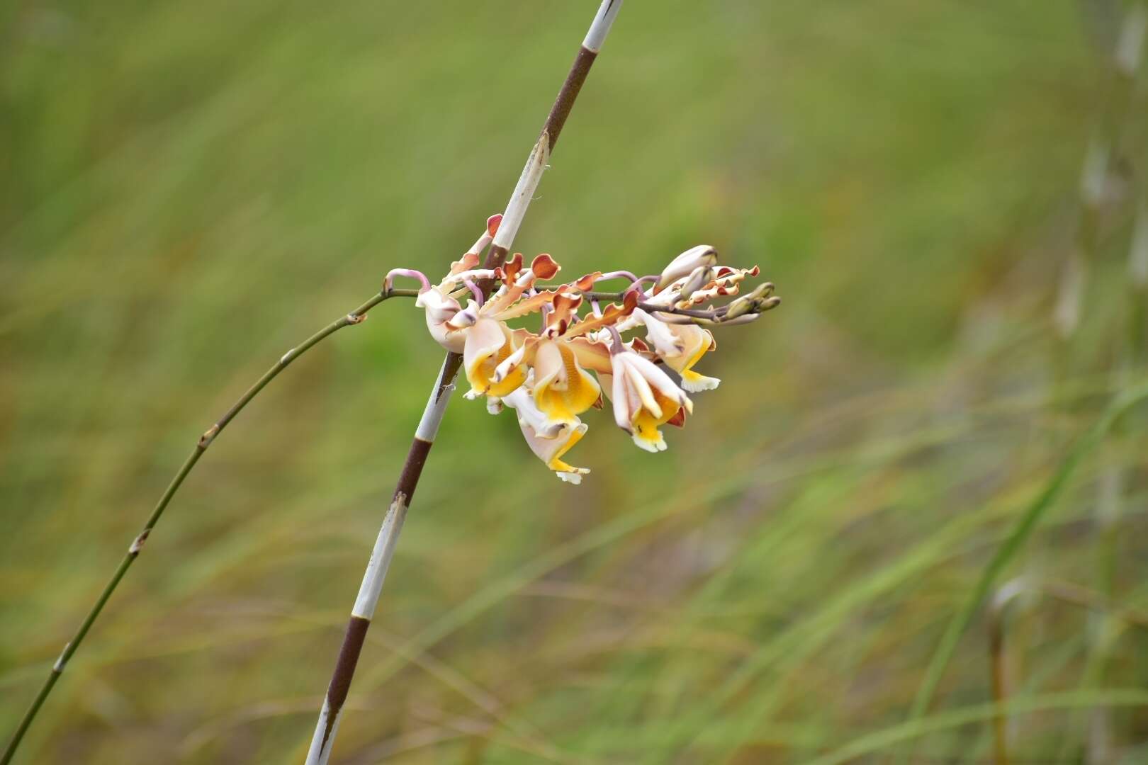 Myrmecophila christinae Carnevali & Gómez-Juárez的圖片