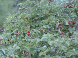 Sivun Rosa woodsii var. ultramontana (S. Wats.) Jeps. kuva