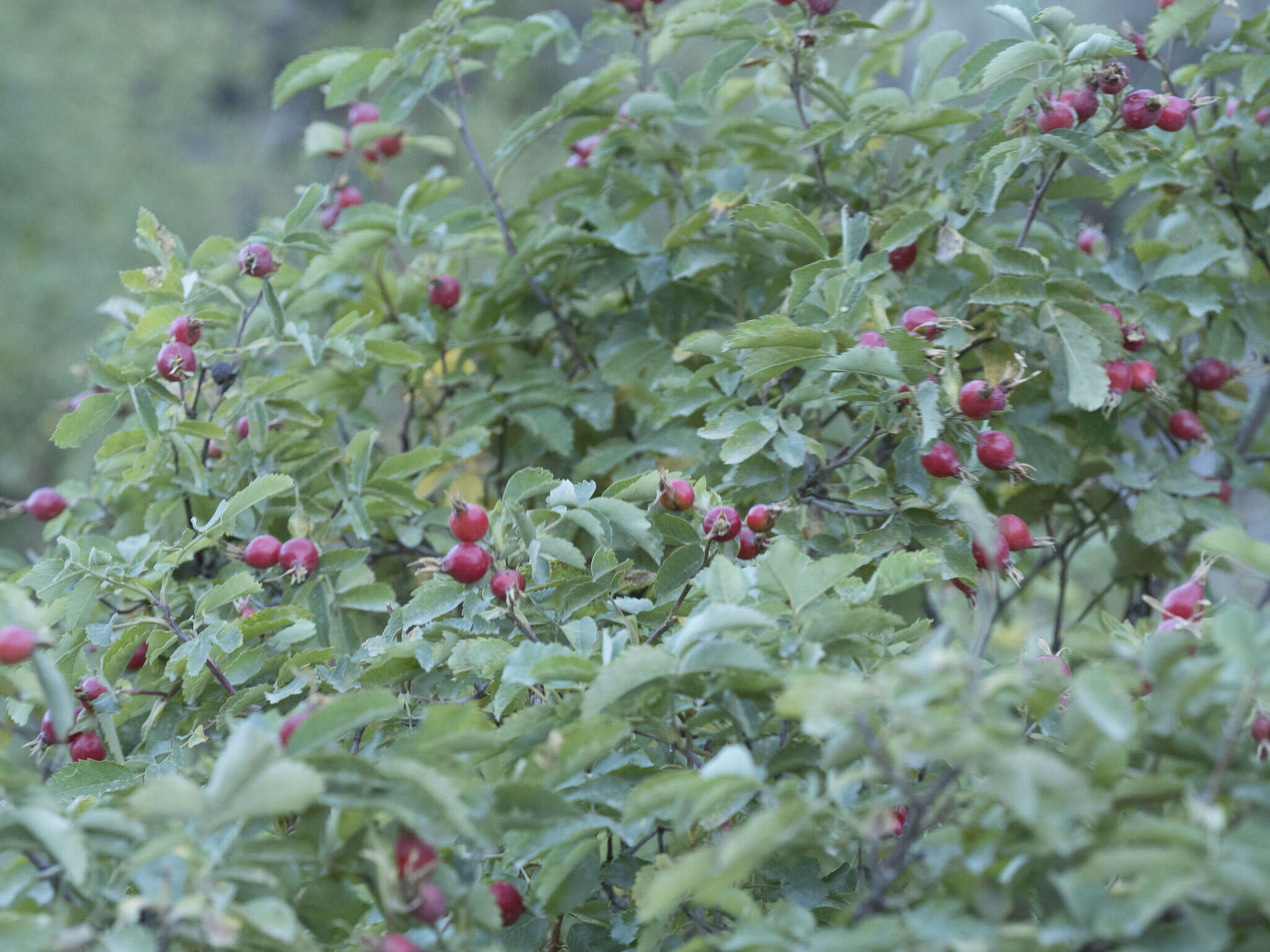 Sivun Rosa woodsii var. ultramontana (S. Wats.) Jeps. kuva