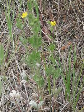 Image of Potentilla conferta Bunge