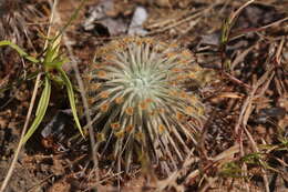 Image of Drosera broomensis Lowrie