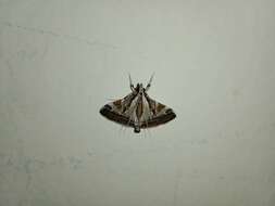 Agrioglypta itysalis Walker 1859 resmi