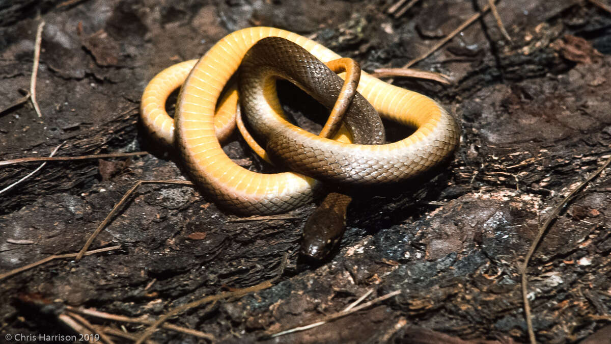 Image of Hempstead´s pine woods snake