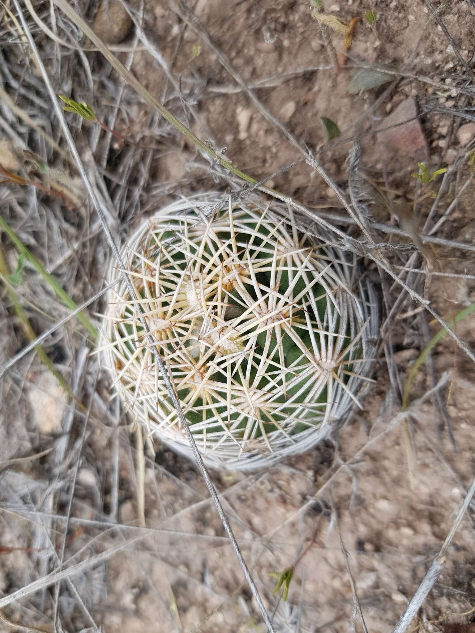 Image of Chihuahuan Foxtail Cactus