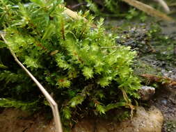 Image of Ludwig's pohlia moss