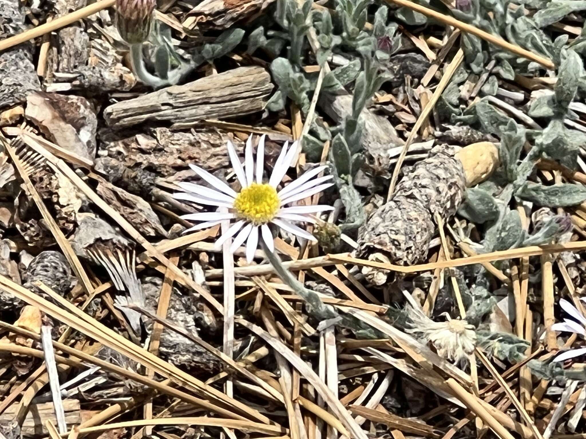 Image of Brewer's fleabane