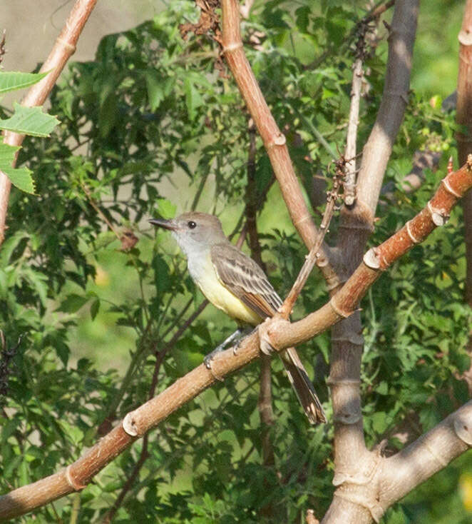 صورة Myiarchus tyrannulus (Müller & Pls 1776)